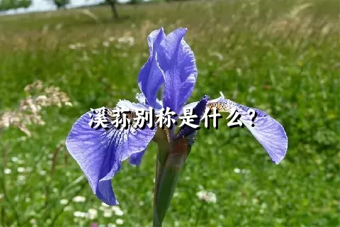 溪荪别称是什么？