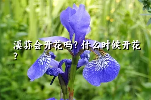 溪荪会开花吗？什么时候开花？