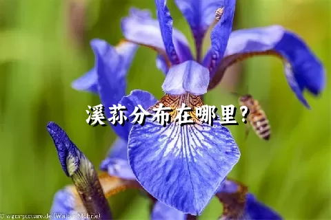 溪荪分布在哪里?