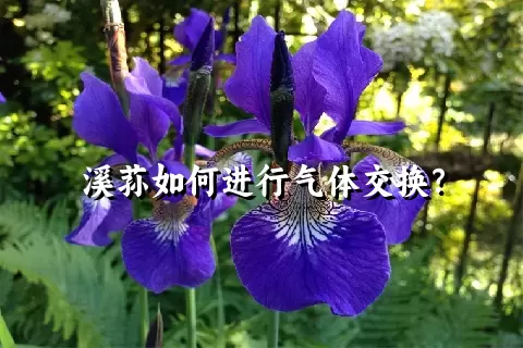 溪荪如何进行气体交换？