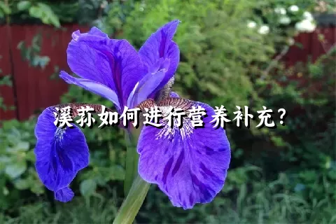 溪荪如何进行营养补充？