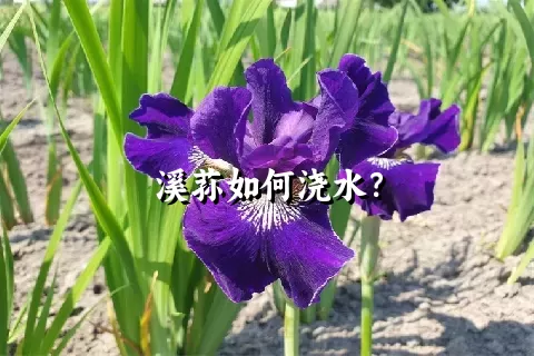 溪荪如何浇水？