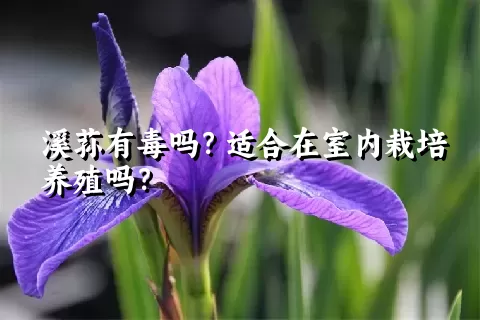 溪荪有毒吗？适合在室内栽培养殖吗？