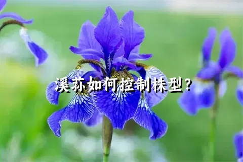 溪荪如何控制株型？