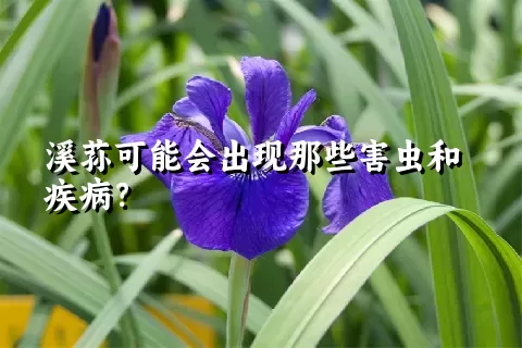 溪荪可能会出现那些害虫和疾病？