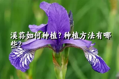 溪荪如何种植？种植方法有哪些？