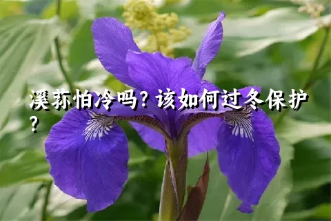 溪荪怕冷吗？该如何过冬保护？