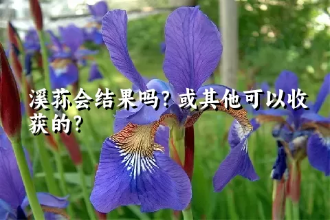 溪荪会结果吗？或其他可以收获的？