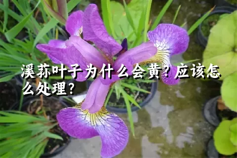 溪荪叶子为什么会黄？应该怎么处理？