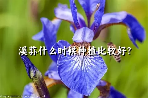 溪荪什么时候种植比较好？