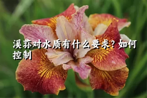 溪荪对水质有什么要求？如何控制