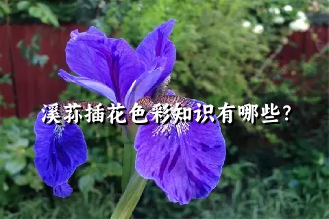 溪荪插花色彩知识有哪些？