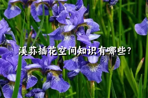 溪荪插花空间知识有哪些？