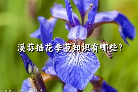 溪荪插花季节知识有哪些？