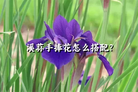 溪荪手捧花怎么搭配？