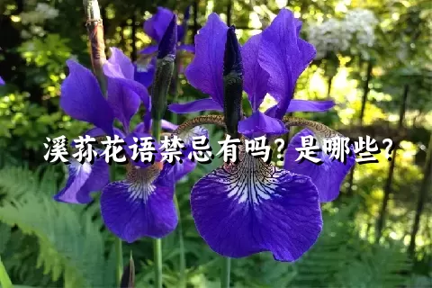 溪荪花语禁忌有吗？是哪些？