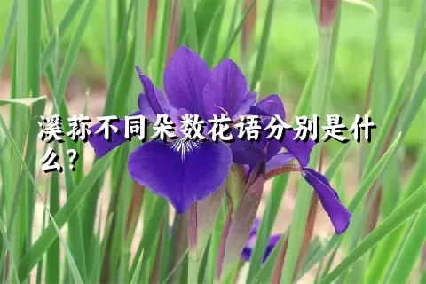 溪荪不同朵数花语分别是什么？