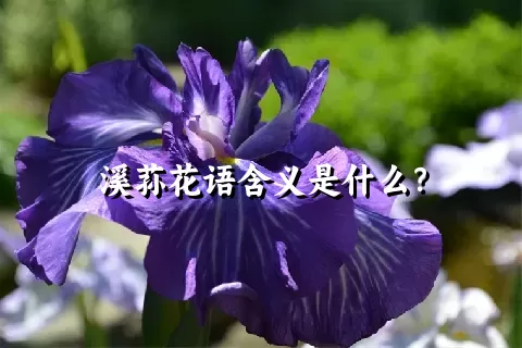 溪荪花语含义是什么？