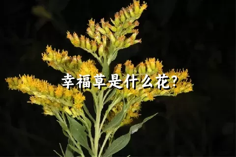 幸福草是什么花？