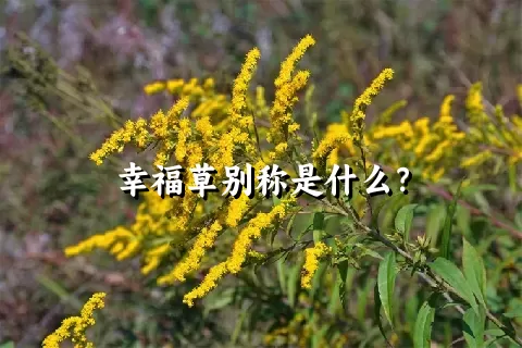 幸福草别称是什么？