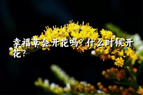 幸福草会开花吗？什么时候开花？