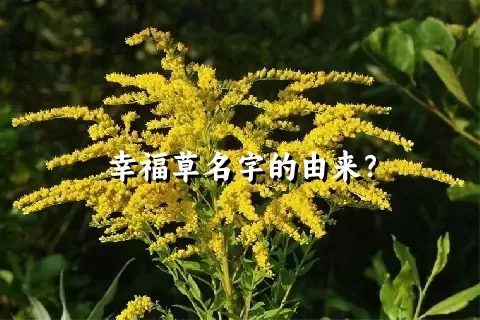 幸福草名字的由来？