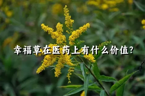 幸福草在医药上有什么价值？