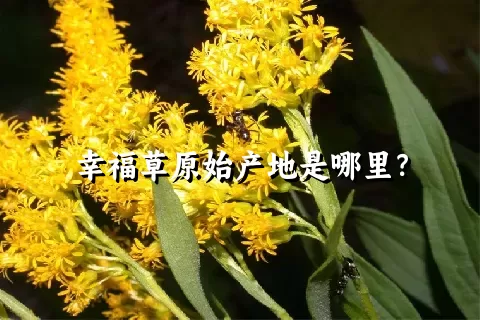 幸福草原始产地是哪里？