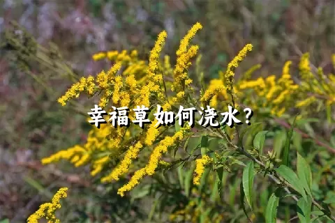 幸福草如何浇水？