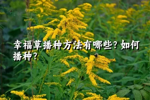 幸福草播种方法有哪些？如何播种？