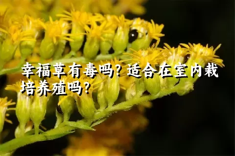 幸福草有毒吗？适合在室内栽培养殖吗？