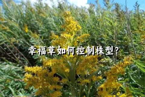 幸福草如何控制株型？