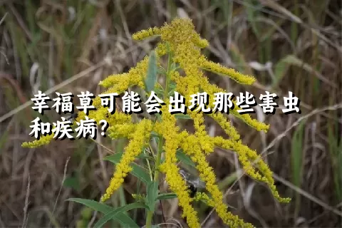 幸福草可能会出现那些害虫和疾病？