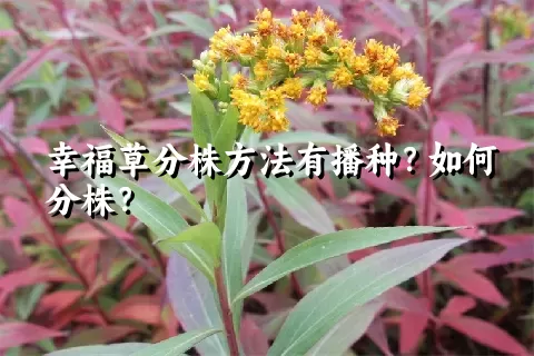 幸福草分株方法有播种？如何分株？