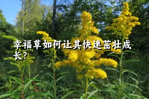 幸福草如何让其快速茁壮成长？