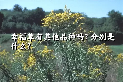 幸福草有其他品种吗？分别是什么？