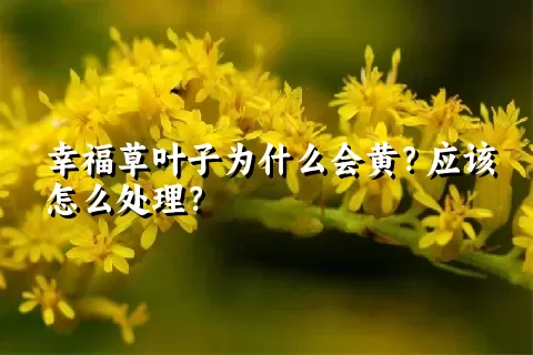 幸福草叶子为什么会黄？应该怎么处理？