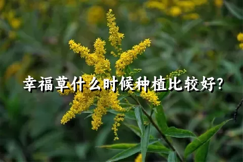 幸福草什么时候种植比较好？