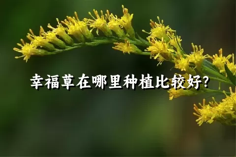 幸福草在哪里种植比较好？