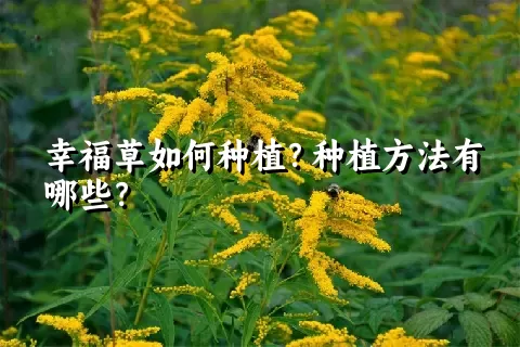 幸福草如何种植？种植方法有哪些？