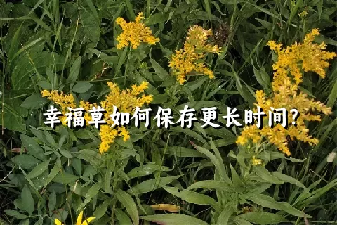 幸福草如何保存更长时间？