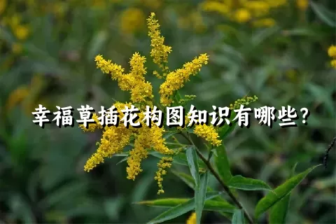 幸福草插花构图知识有哪些？