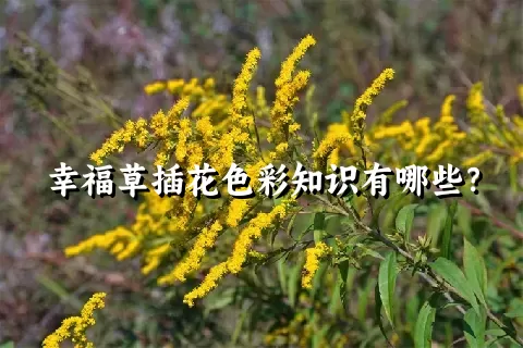 幸福草插花色彩知识有哪些？