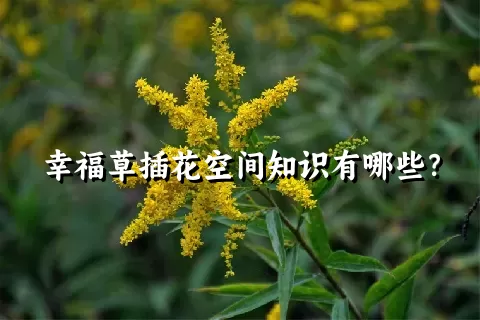 幸福草插花空间知识有哪些？