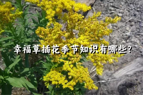 幸福草插花季节知识有哪些？