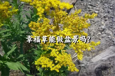 幸福草能做盆景吗？