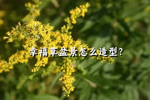 幸福草盆景怎么造型？