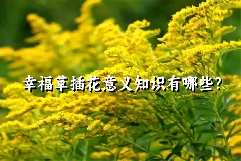 幸福草插花意义知识有哪些？