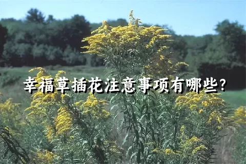 幸福草插花注意事项有哪些？