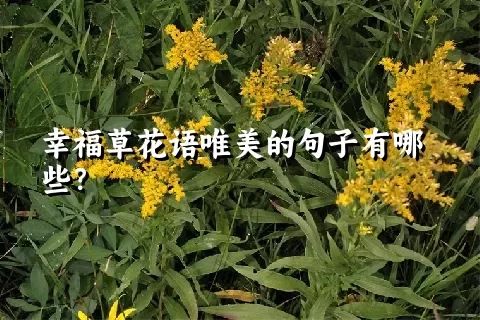 幸福草花语唯美的句子有哪些？